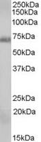 RAD9 Checkpoint Clamp Component A antibody, LS-C55357, Lifespan Biosciences, Western Blot image 