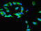 Tubulin Folding Cofactor B antibody, LS-C377134, Lifespan Biosciences, Immunofluorescence image 