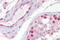 Wnt Family Member 2B antibody, ARP41254_T100, Aviva Systems Biology, Immunohistochemistry frozen image 