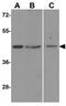 Y-Box Binding Protein 2 antibody, GTX85161, GeneTex, Western Blot image 