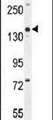 Cordon-Bleu WH2 Repeat Protein antibody, PA5-23906, Invitrogen Antibodies, Western Blot image 