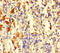 Transforming Growth Factor Alpha antibody, CSB-PA07294A0Rb, Cusabio, Immunohistochemistry frozen image 