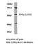 Retinoic acid receptor RXR-gamma antibody, AP06308PU-N, Origene, Western Blot image 