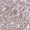 ELOVL Fatty Acid Elongase 1 antibody, NBP2-37956, Novus Biologicals, Immunohistochemistry frozen image 