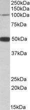 Patched Domain Containing 1 antibody, PA5-19402, Invitrogen Antibodies, Western Blot image 