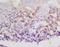 HOP Homeobox antibody, orb1358, Biorbyt, Immunohistochemistry paraffin image 