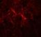 Signal-Induced Proliferation-Associated 1 antibody, NBP2-81850, Novus Biologicals, Immunofluorescence image 