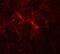 Signal-induced proliferation-associated protein 1 antibody, NBP2-81850, Novus Biologicals, Immunofluorescence image 