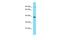 G Protein-Coupled Receptor 4 antibody, A06225, Boster Biological Technology, Western Blot image 