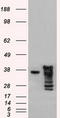 ICAD antibody, TA500062, Origene, Western Blot image 