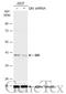 QKI, KH Domain Containing RNA Binding antibody, GTX633920, GeneTex, Western Blot image 