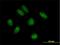 TRNA Methyltransferase 9B (Putative) antibody, H00057604-B01P, Novus Biologicals, Immunofluorescence image 