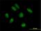 C8orf79 antibody, H00057604-B01P, Novus Biologicals, Immunofluorescence image 