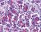 Diablo homolog, mitochondrial antibody, PA5-19974, Invitrogen Antibodies, Immunohistochemistry paraffin image 