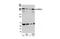 CAN antibody, NB100-2244, Novus Biologicals, Western Blot image 