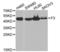 Coagulation Factor III, Tissue Factor antibody, LS-C335155, Lifespan Biosciences, Western Blot image 