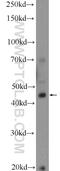 Ring Finger And CHY Zinc Finger Domain Containing 1 antibody, 13820-1-AP, Proteintech Group, Western Blot image 