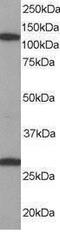 Importin 7 antibody, PA1-31257, Invitrogen Antibodies, Western Blot image 