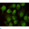 Protein Kinase, DNA-Activated, Catalytic Subunit antibody, LS-C812942, Lifespan Biosciences, Immunocytochemistry image 