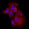 Klotho Beta antibody, AF5889, R&D Systems, Immunocytochemistry image 