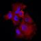 Klotho Beta antibody, AF5889, R&D Systems, Immunocytochemistry image 