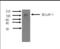 BCL2 Associated Transcription Factor 1 antibody, NBP2-50118, Novus Biologicals, Western Blot image 