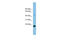 Transforming Growth Factor Beta 2 antibody, ARP45446_P050, Aviva Systems Biology, Western Blot image 