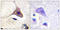 MSL-2 antibody, LS-C199347, Lifespan Biosciences, Immunohistochemistry paraffin image 