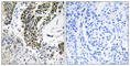 Ras Responsive Element Binding Protein 1 antibody, abx014803, Abbexa, Western Blot image 