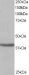 Sirtuin 4 antibody, 46-373, ProSci, Enzyme Linked Immunosorbent Assay image 