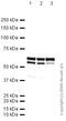 Heterogeneous Nuclear Ribonucleoprotein K antibody, ab39975, Abcam, Western Blot image 