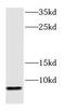 G Protein Subunit Gamma 2 antibody, FNab03545, FineTest, Western Blot image 