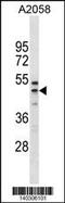 Ring Finger And FYVE Like Domain Containing E3 Ubiquitin Protein Ligase antibody, 60-548, ProSci, Western Blot image 