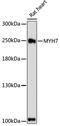Myosin-7 antibody, 23-031, ProSci, Western Blot image 