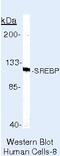 Sterol Regulatory Element Binding Transcription Factor 1 antibody, MA5-11685, Invitrogen Antibodies, Western Blot image 