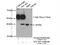 NECAP Endocytosis Associated 1 antibody, 17906-1-AP, Proteintech Group, Immunoprecipitation image 