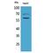 Hexosaminidase Subunit Alpha antibody, LS-C387001, Lifespan Biosciences, Western Blot image 