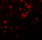 Solute Carrier Family 39 Member 8 antibody, 6095, ProSci, Immunofluorescence image 