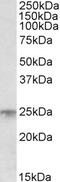 Musculin antibody, 45-905, ProSci, Western Blot image 