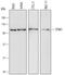 Stromal Interaction Molecule 1 antibody, MAB6976, R&D Systems, Western Blot image 