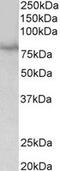 SIM BHLH Transcription Factor 1 antibody, MBS422883, MyBioSource, Western Blot image 