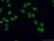 Methyltransferase Like 1 antibody, 14994-1-AP, Proteintech Group, Immunofluorescence image 