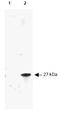 RFP-Tag antibody, AP09229FC-N, Origene, Western Blot image 