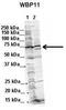 WW Domain Binding Protein 11 antibody, TA339335, Origene, Western Blot image 