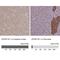 V-type proton ATPase subunit E 1 antibody, NBP2-14335, Novus Biologicals, Immunohistochemistry paraffin image 