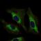 Signal Transducer And Activator Of Transcription 5A antibody, GTX60652, GeneTex, Immunofluorescence image 