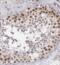 Succinate Dehydrogenase Complex Assembly Factor 2 antibody, FNab01010, FineTest, Immunohistochemistry frozen image 