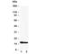 Interferon Induced Transmembrane Protein 1 antibody, R30277, NSJ Bioreagents, Western Blot image 