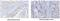 Patatin-like phospholipase domain-containing protein 2 antibody, MBS200134, MyBioSource, Immunohistochemistry paraffin image 