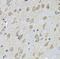 NFU1 Iron-Sulfur Cluster Scaffold antibody, FNab05714, FineTest, Immunohistochemistry frozen image 